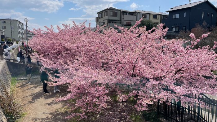 淀水路の河津桜