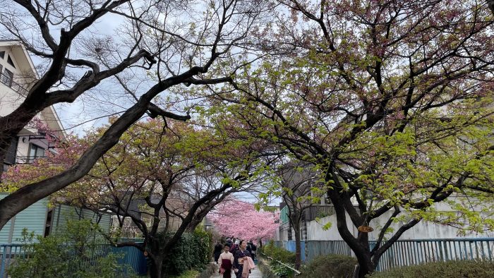 淀水路の正月桜