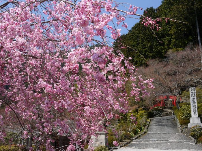 善峯寺の桜