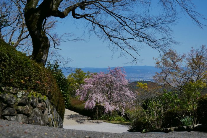 善峯寺の桜
