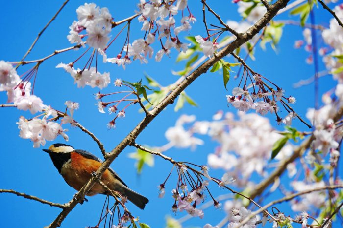 善峯寺の桜