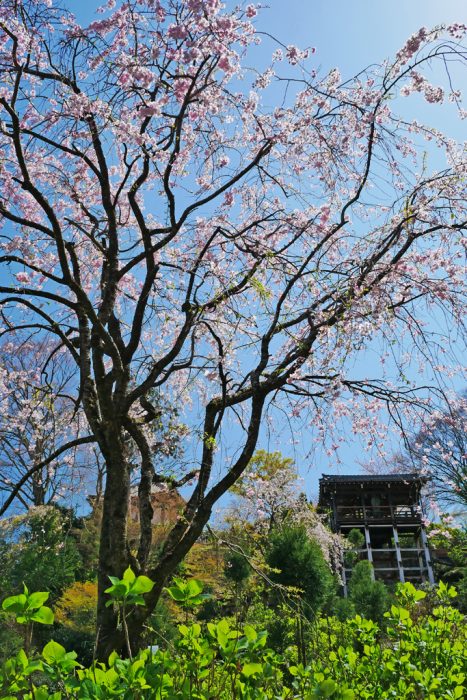 善峯寺の桜