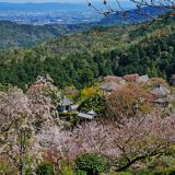 善峯寺の桜