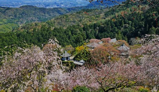 善峯寺の桜