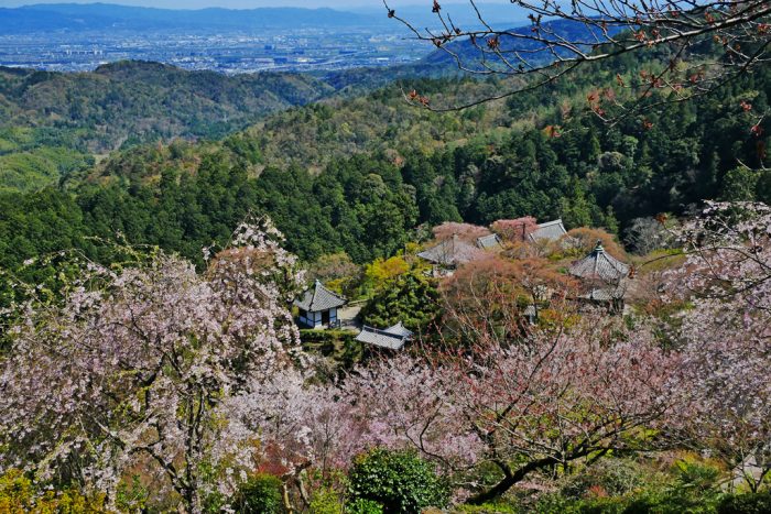 善峯寺の桜