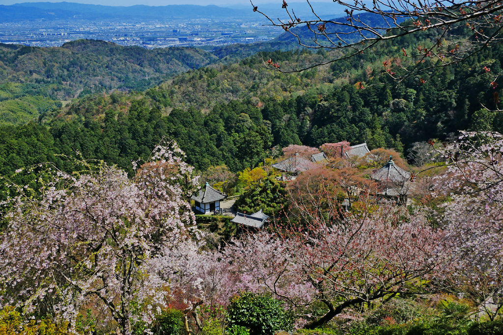 善峯寺の桜