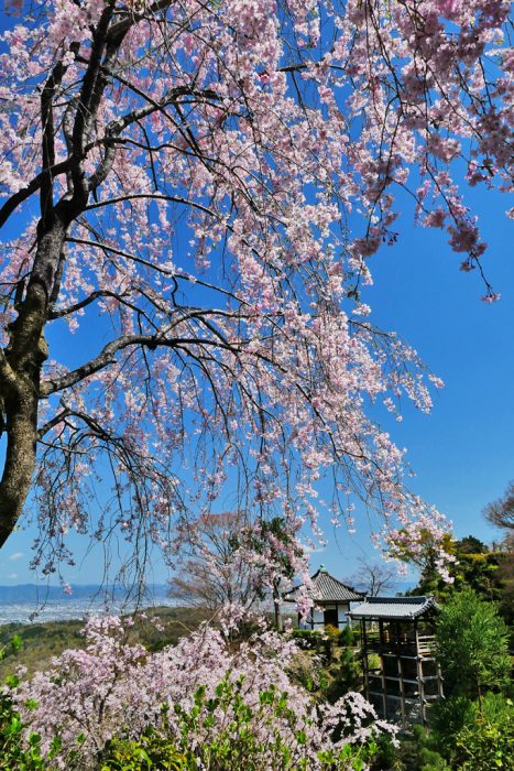 善峯寺の桜