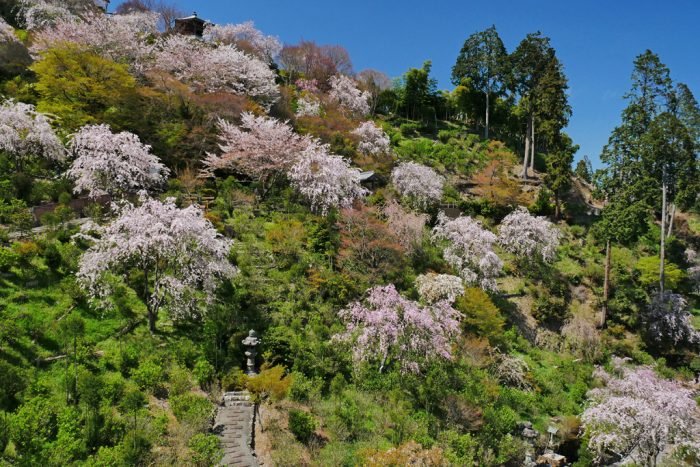 善峯寺の桜