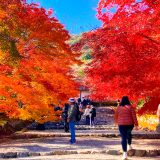 二尊院の紅葉の様子