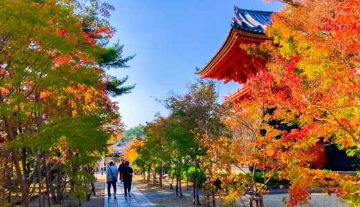 仁和寺の画像