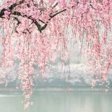 枝垂れ桜の画像