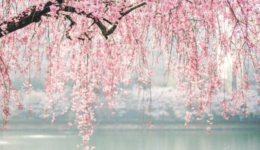 枝垂れ桜の画像