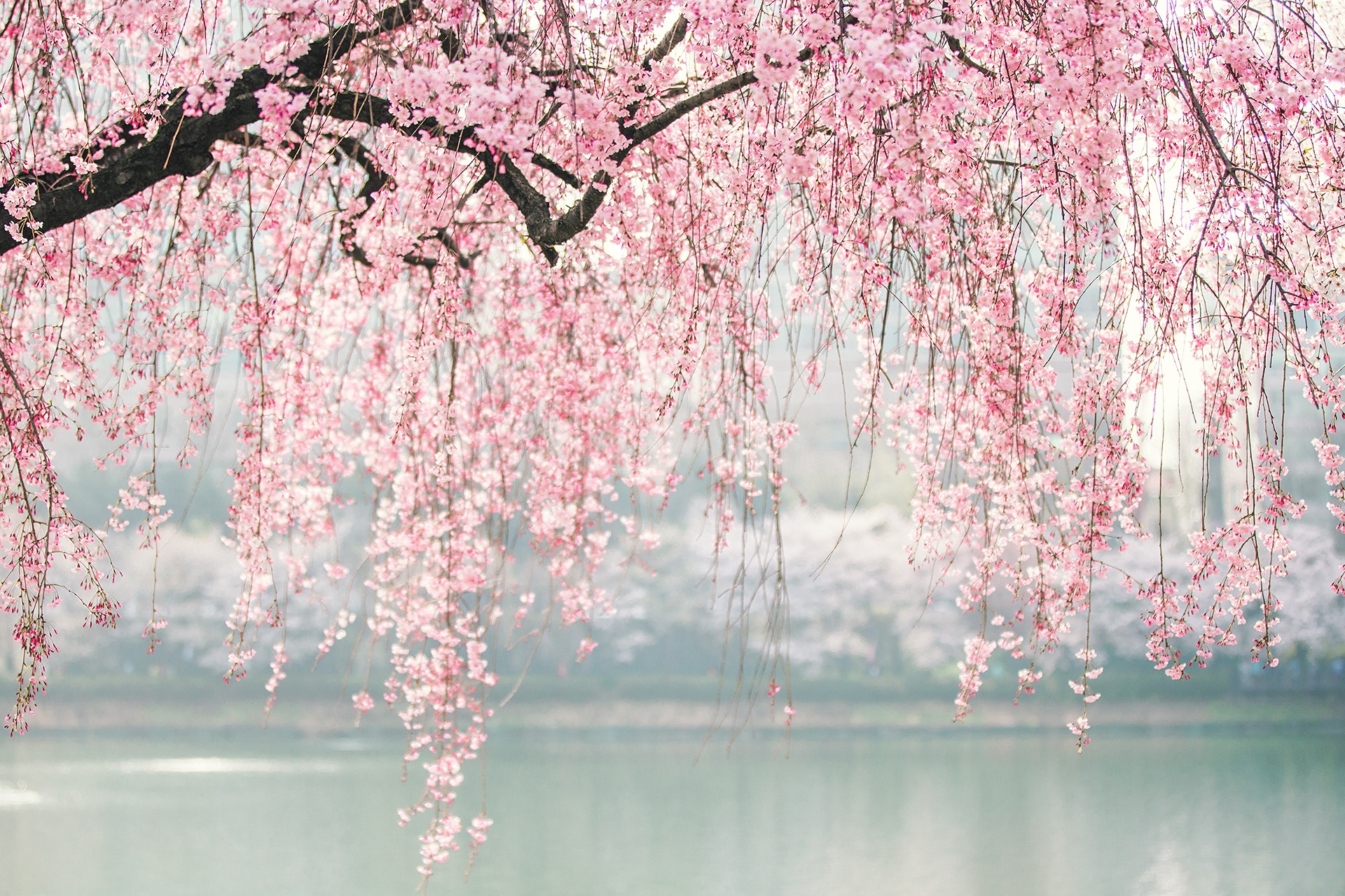 枝垂れ桜の画像