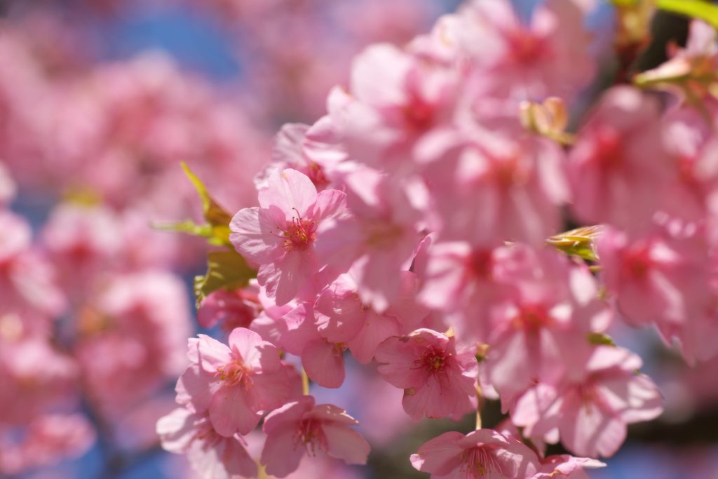 河津桜-1024x683.jpg