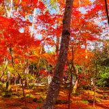 祇王寺の紅葉の様子