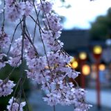 平野神社