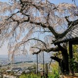 地蔵禅院の桜