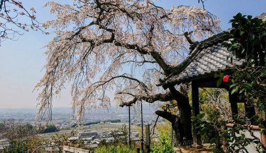 地蔵禅院の桜