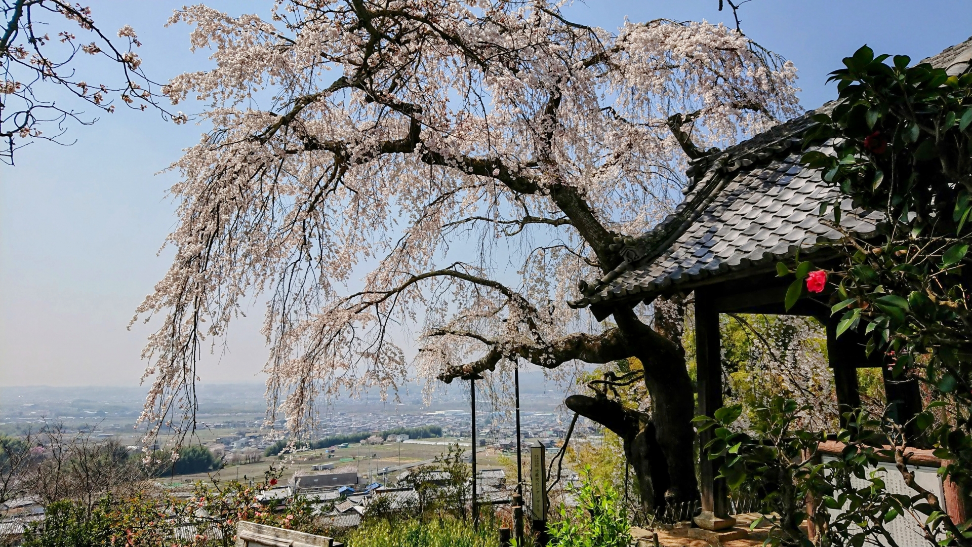 地蔵禅院の桜