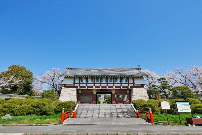 伏見桃山城の桜