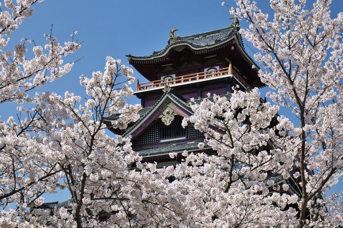 伏見桃山城の桜