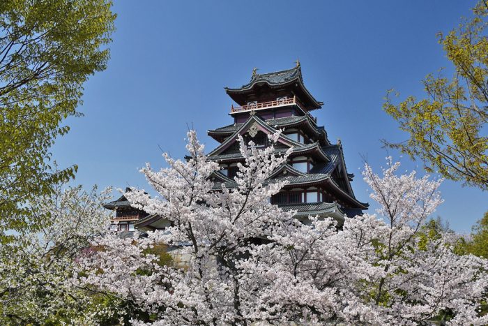 伏見桃山城の桜