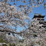 伏見桃山城の桜