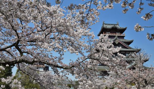 伏見桃山城の桜