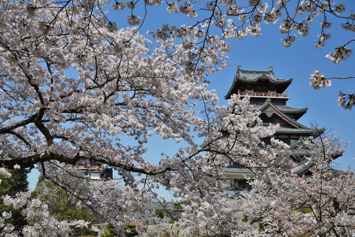 伏見桃山城の桜｜開花状況2024 | 禅京園