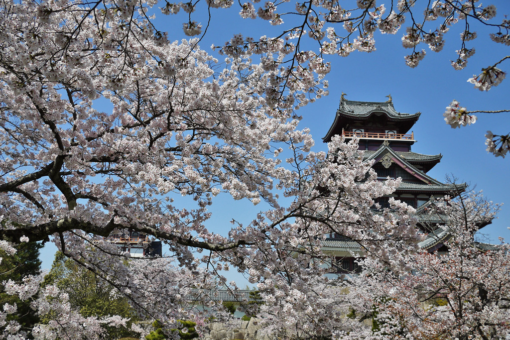 伏見桃山城の桜