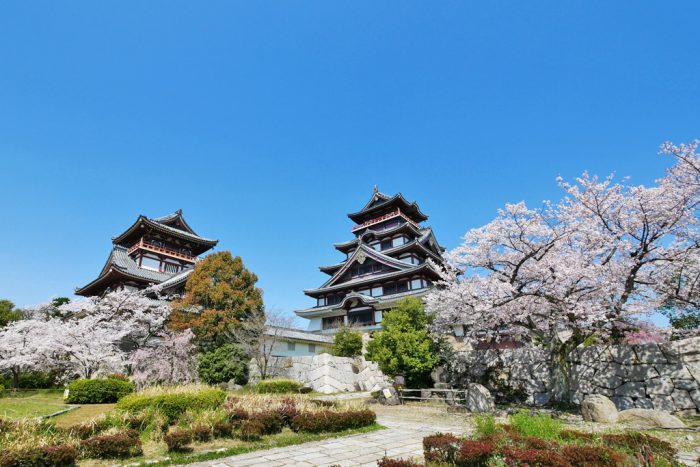 伏見桃山城の桜