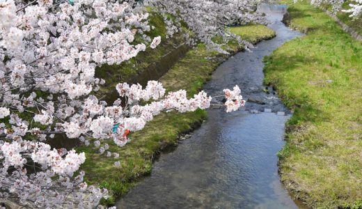 玉川堤の桜