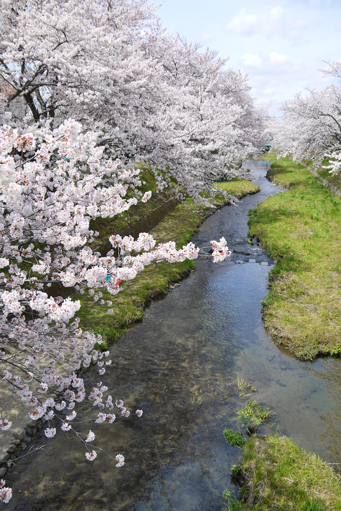 玉川堤の桜