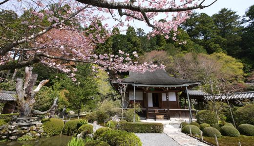 寂光院の桜