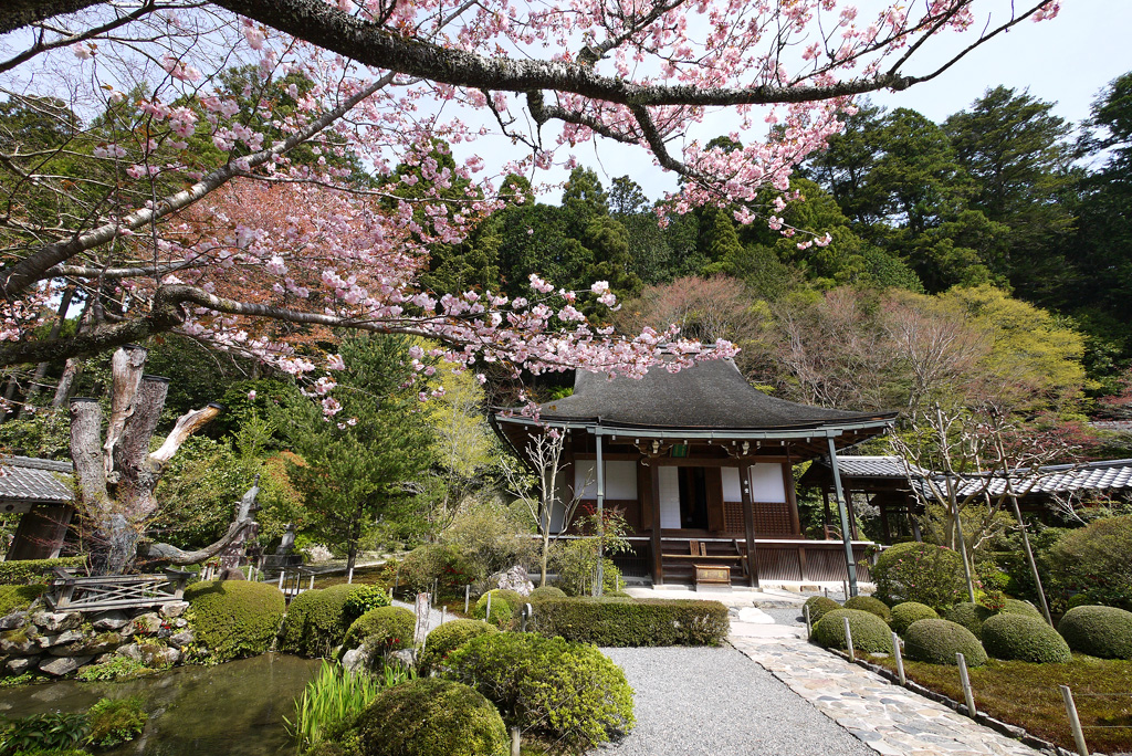 寂光院の桜