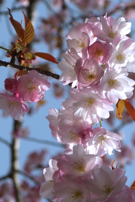 寂光院の桜