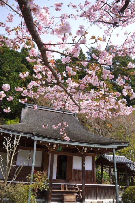 寂光院の桜