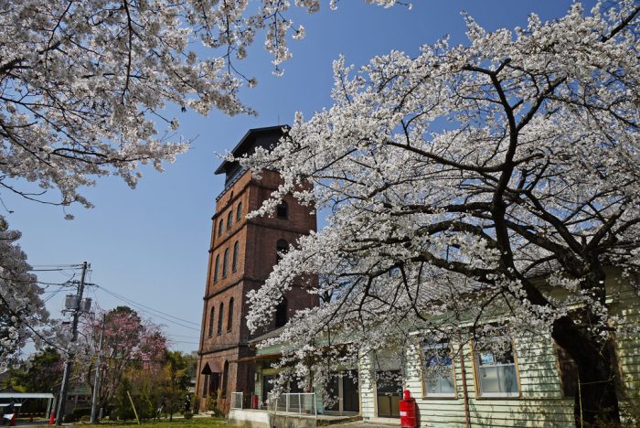 陸上自衛隊・宇治駐屯地の桜