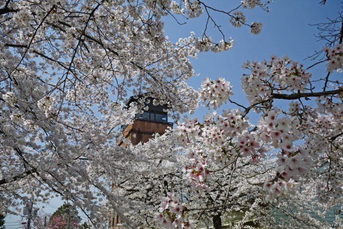 陸上自衛隊・宇治駐屯地の桜