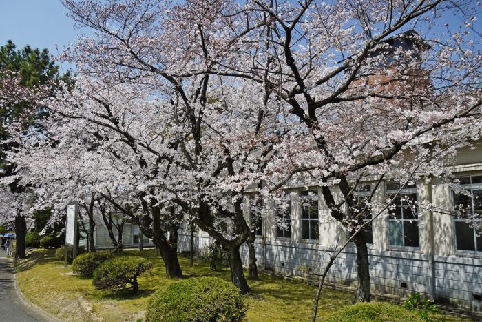 陸上自衛隊・宇治駐屯地の桜