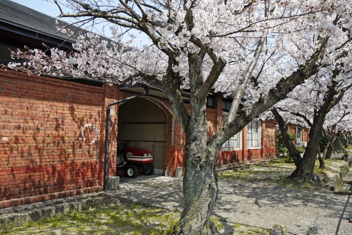 陸上自衛隊・宇治駐屯地の桜