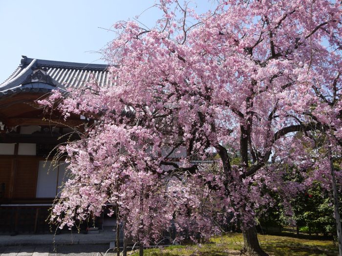 上品蓮台寺の桜