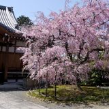 上品蓮台寺の桜