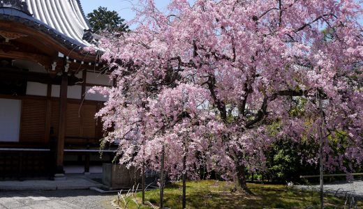 上品蓮台寺の桜