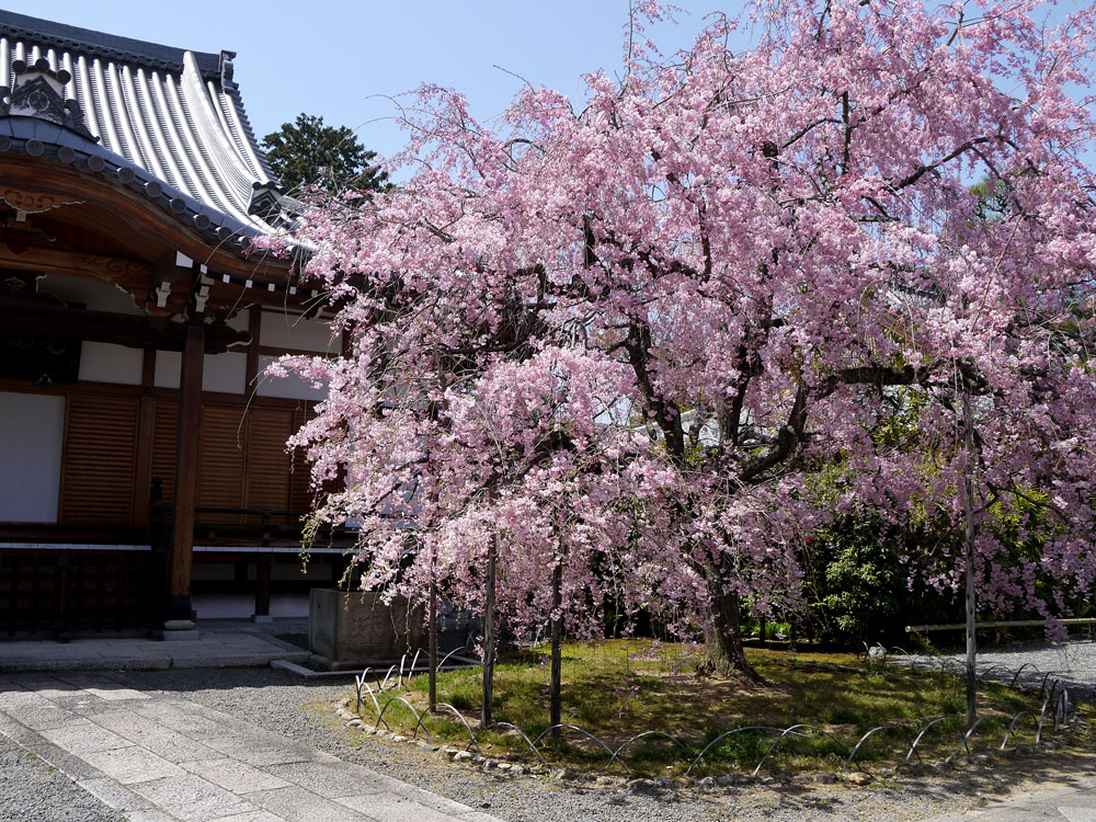 上品蓮台寺の桜