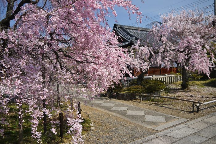 上品蓮台寺の桜