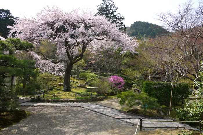 常寂光寺の桜