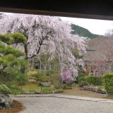 常寂光寺の桜