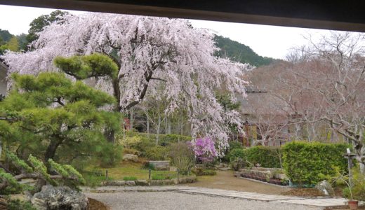 常寂光寺の桜