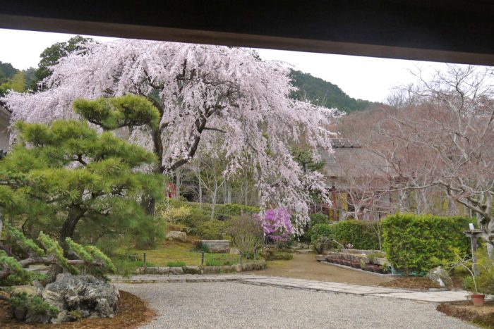 常寂光寺の桜